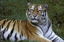 Sibirischer Tiger ZO