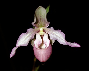 Paphiopedilum