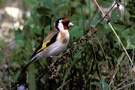 Distelfink  (Carduelis carduelis) ND