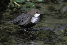 Wasseramsel (Cinclus cinclus) ND