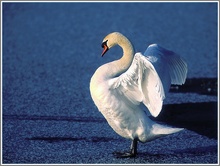 Höckerschwan (Cygnus olor), NSG Duisburg Walsum