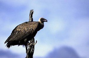 Vulture ND