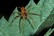 Listspinne (Dolomedes fimbriatus)   ND