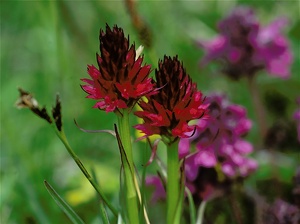 Rotes Kohlröschen