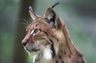 Luchs ZO