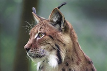 Luchs ZO