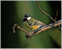 Kohlmeise (Parus major), NSG Ruhraue Mülheim