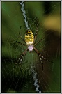 Wespenspinne (Argiope bruennichi)