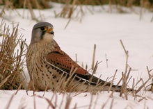 Turmfalke beim Beutegriff