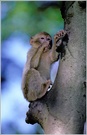 Junger Berberaffe (Magot) (Macaca sylvana) Naturzoo Rheine