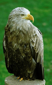 Seeadler   ZO