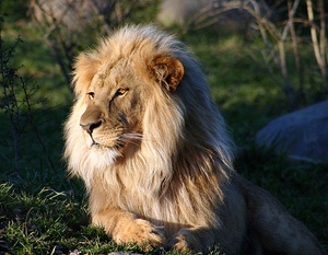 König der Löwen ZO