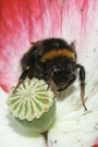 Hummel ND EBV