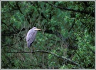 Graureiher (Ardea cinerea)