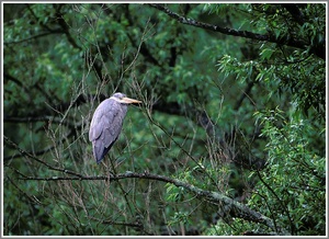 Graureiher (Ardea cinerea)