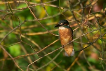 Eisvogel