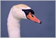 Höckerschwan (Cygnus olor), NSG Walsum