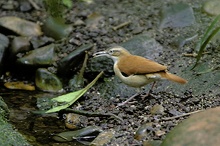 Blassfuß Töpfervogel ZO EBV