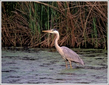 Graureiher (Ardea cinerea), NSG Ruhraue Mülheim, Mülheim Ruhr