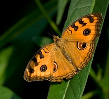 Schmetterling