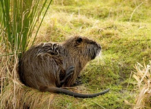 Nutria ND