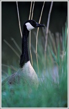 Kanadagans (Branta canadensis) im Abendlicht, NSG Ruhraue Mülheim/Ruhr