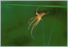 Unbekannte Spinne