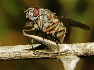Fliege (Diptera)