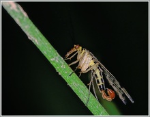 Skorpionsfliege (Panorpacommunis),Männchen