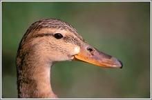 Stockente weiblich (Anas platyrhynchos)