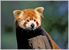 Kleiner-Panda (Ailurus fulgens), Zoo Duisburg