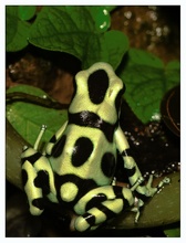 Dendrobates auratus (ZO)