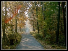 Herbstwald