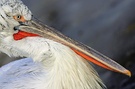 Porträt eines Pelikans ZO