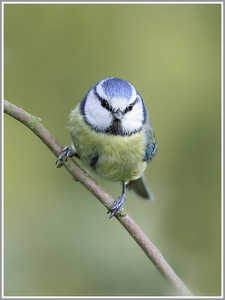 Blaumeise (Parus caeruleus)