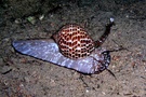 Rebhuhn-Tonnenschnecke (Tonna perdix) (ND)