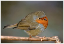 Rotkehlchen (Erithacus rubecula), NSG Ruhraue Mülheim/Ruhr