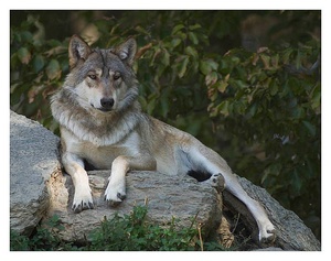 Canis Lupus/kan.Wolf