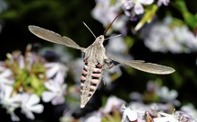 Windenschwärmer ... Agrius convolvuli (L.)  ND