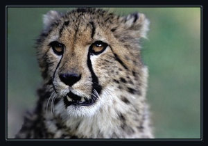 Gepard