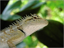 Grüner Nackenstachler (Acanthosaura capra) ND