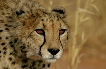 Gepard - ND