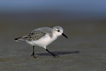 Sanderling