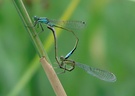 Hufeisenazurjungfer (Coenagrion puella) ND