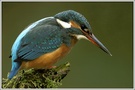 Eisvogel (Alcedo atthis)