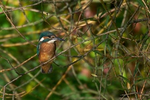 Eisvogel ****