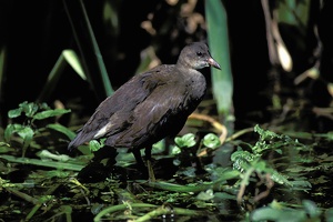 Teichhuhn, Jungtier ND