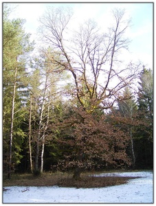 Einzeln stehender Baum auf Waldlichtung (Germering bei München) ND