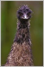 Emu (Dromaius novaehollandiae), Zoo Duisburg