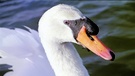 Höckerschwan